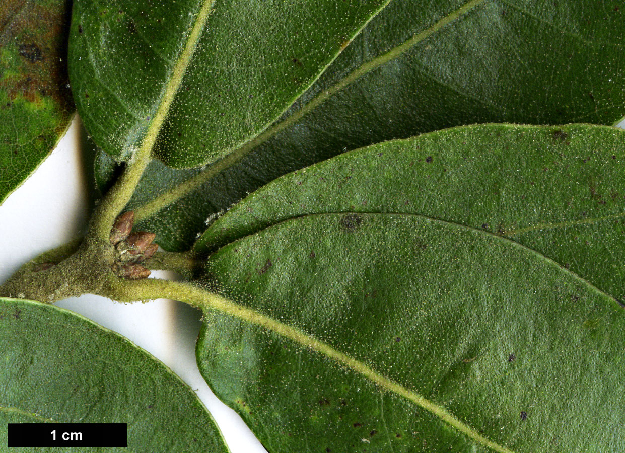 High resolution image: Family: Fagaceae - Genus: Quercus - Taxon: 'Piers Trehane' (Q.emoryi × Q.hypoleucoides)